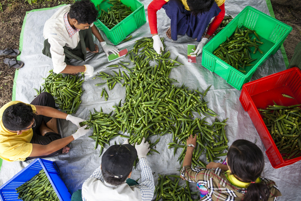 Los trabajadores organizan y clasifican la cosecha de okra de la mañana por tamaño, cerca de un campo de cultivo no lejos de la aldea de Si Pin Thayar en Myanmar