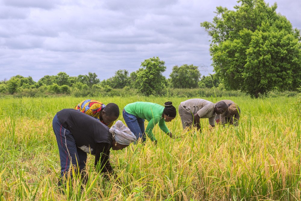 farmers in Nigeria