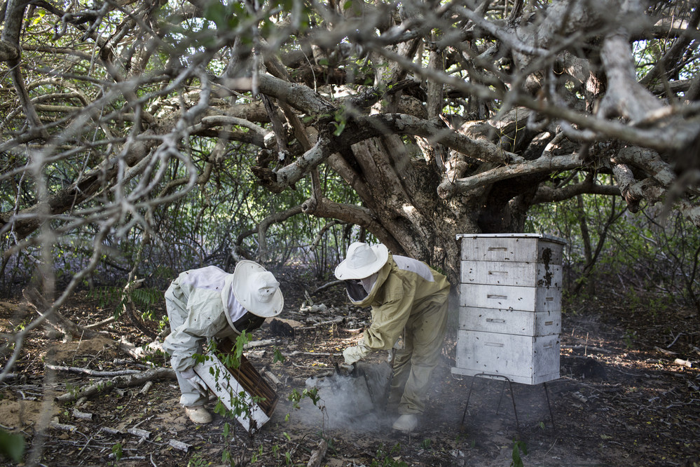 Kiriri tribes people check honey production at a honeybee colony in Bahia, Brazil. They make honey to sell at farmers markets. ©IFAD/Lianne Milton/Panos